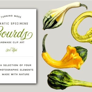 Kürbis ClipArt - realistische Kürbisse - dekorative Kürbis ClipArt - Thanksgiving Scrapbook - fotografische Clipart - botanische PNG - botanische Exemplare