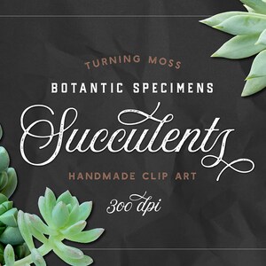 Saftiges ClipArt - digitale Sukkulenten - Kaktus ClipArt - isoliert Sukkulenten - botanische Exemplare - digitale Pflanzen - realistische saftig
