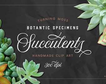 Succulent ClipArt - Digital Succulents - Cactus ClipArt - Isolated Succulents - Botanic Specimens - Digital Plants - Realistic Succulent