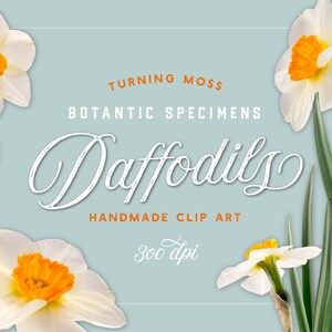 Narzissen ClipArt - realistische Blumen ClipArt - isoliert Frühling Blumen - digitale Blumenkunst - fotografische Clip-Art-Floral botanischen Exemplare