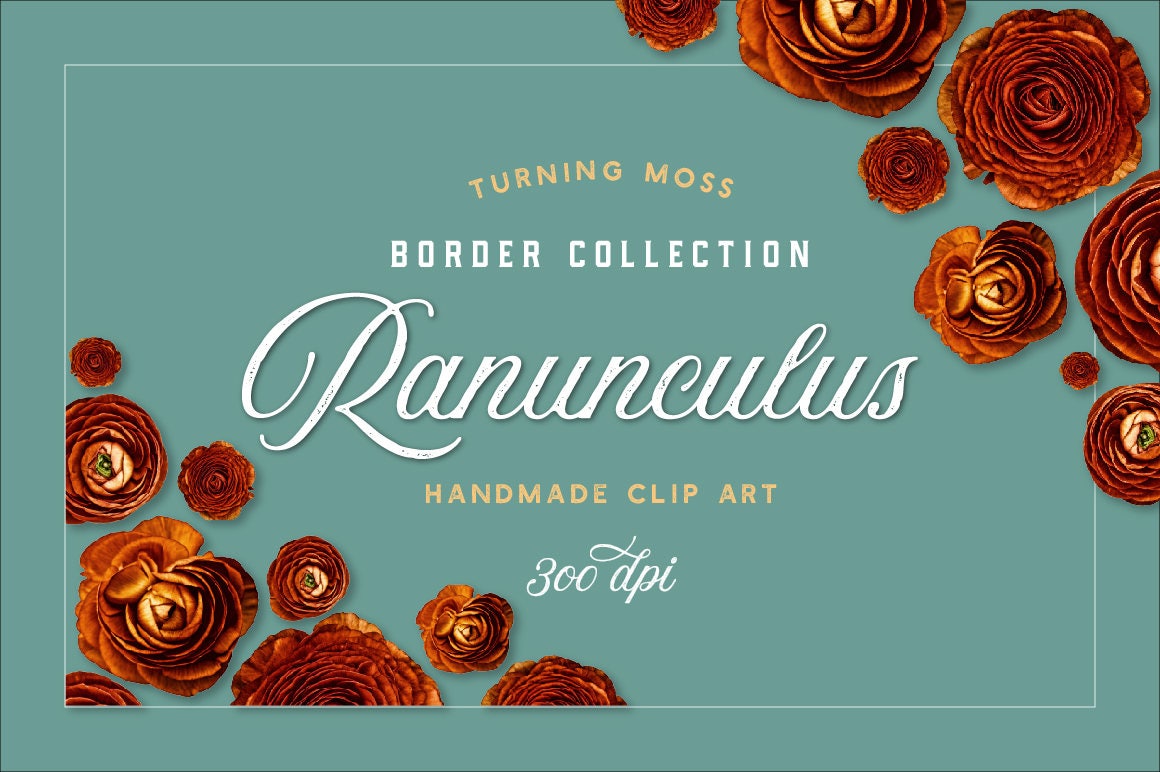 Digital Ranunculus Clipart - Floral Borders - Digital Flowers - Orange ...