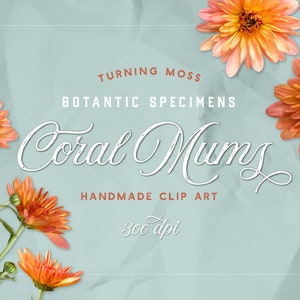 Koralle Mamas - digitale Blumen - Chrysantheme Blumen ClipArt - isoliert Blume PNG - realistische Blumen - digitale Pflanzen - botanische Exemplare