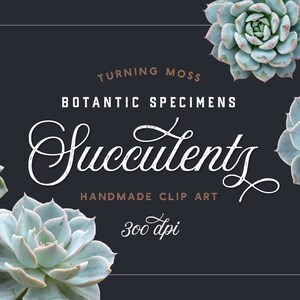 Succulent ClipArt - Digital Succulents - Botanic Specimens - Succulent Clip Art - Cactus Clip Art -Digital Download -Digital Botanic Clipart