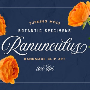 Ranunkeln Blume ClipArt - realistischen Blumenkunst - digitale Ranunculus Bilder - Orange Blumen ClipArt - fotografischen Blumen - botanische Exemplare