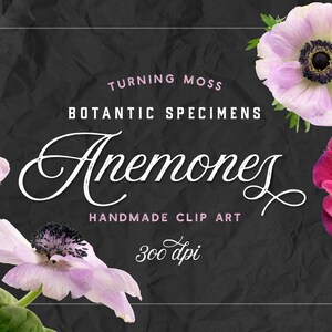 Anemone Flower ClipArt - Cyfrowe okazy botaniczne - Różowe kwiaty Anemone - Fioletowe kwiaty ClipArt - Botaniczny PNG - Realistyczne cyfrowe kwiaty