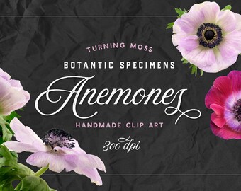 Anemone Flower ClipArt - Digital Botanic Specimens - Pink Flowers Anemone - Purple Floral ClipArt - Botanic Png - Realistic Digital Flowers