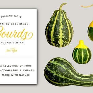 Kürbis ClipArt - realistische Kürbisse - dekorative Kürbis ClipArt - Herbst Scrapbook - fotografische Clipart - botanische PNG - botanische Exemplar Kunst