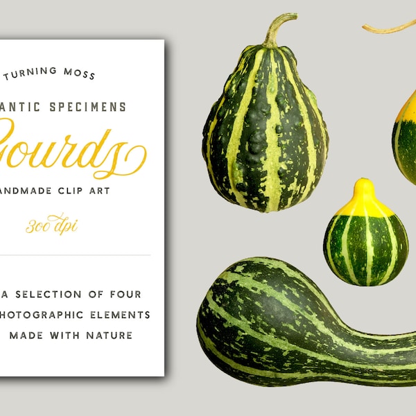 Gourd ClipArt - Realistic Gourds - Ornamental Gourd ClipArt - Autumn Scrapbook - photographic clipart - Botanic PNG- Botanic Specimen Art