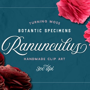 Ranunculus ClipArt - Digital Ranunculus Images - Realistic Flower Art - Red Floral ClipArt - Photo Digital Flowers Pink - Botanic Specimens