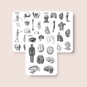 Vintage Anatomy Stickers  - For Bullet Journals and Planners - Planner Stickers -Bullet Journal Stickers -Medical Stickers -Vintage Stickers
