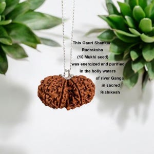Gauri Shankar Rudraksha Seed Pendant, Sterling Silver Shiva Shakti ...