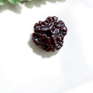 3 Mukhi Rudraksha premium quality – Agni Fire Energy | Sacred Bead of Karma Cleansing & Inner Strength | Rudraksha Necklace for Him or Her,