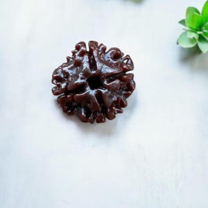 4 Mukhi Rudraksha premium quality, four faces – The Bead of Knowledge, Clarity & Creative Power, Brahma Rudraksha, best quality Rudraksha
