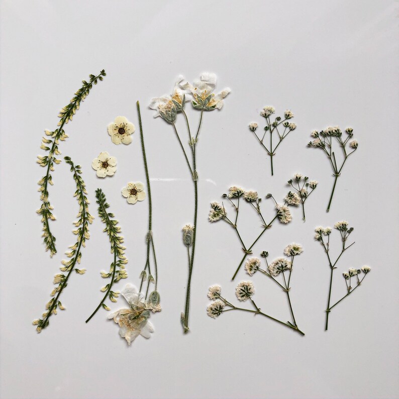 Bright pressed plants Dried plants for crafting Etsy