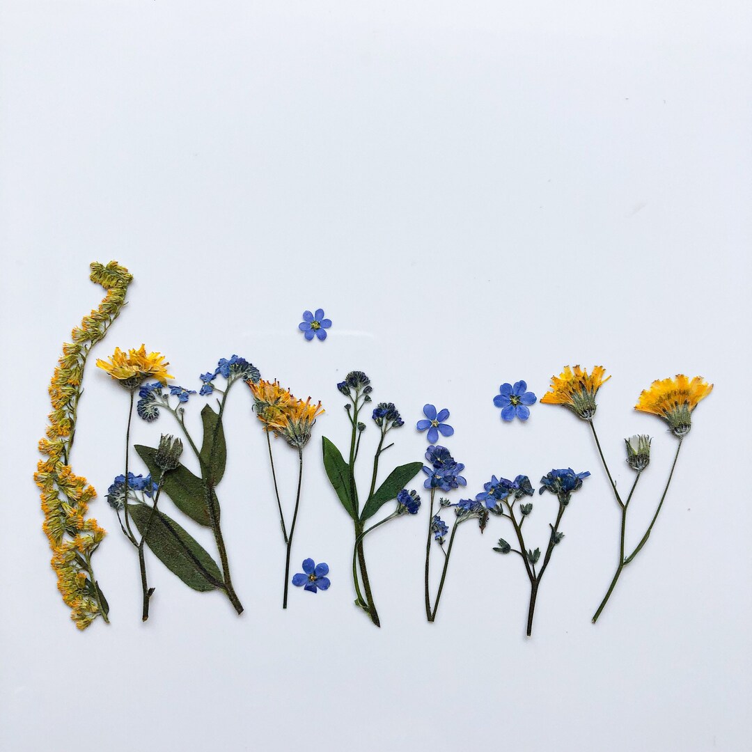 Little Meadow Pressed Flowers Real Dried Flowers Etsy