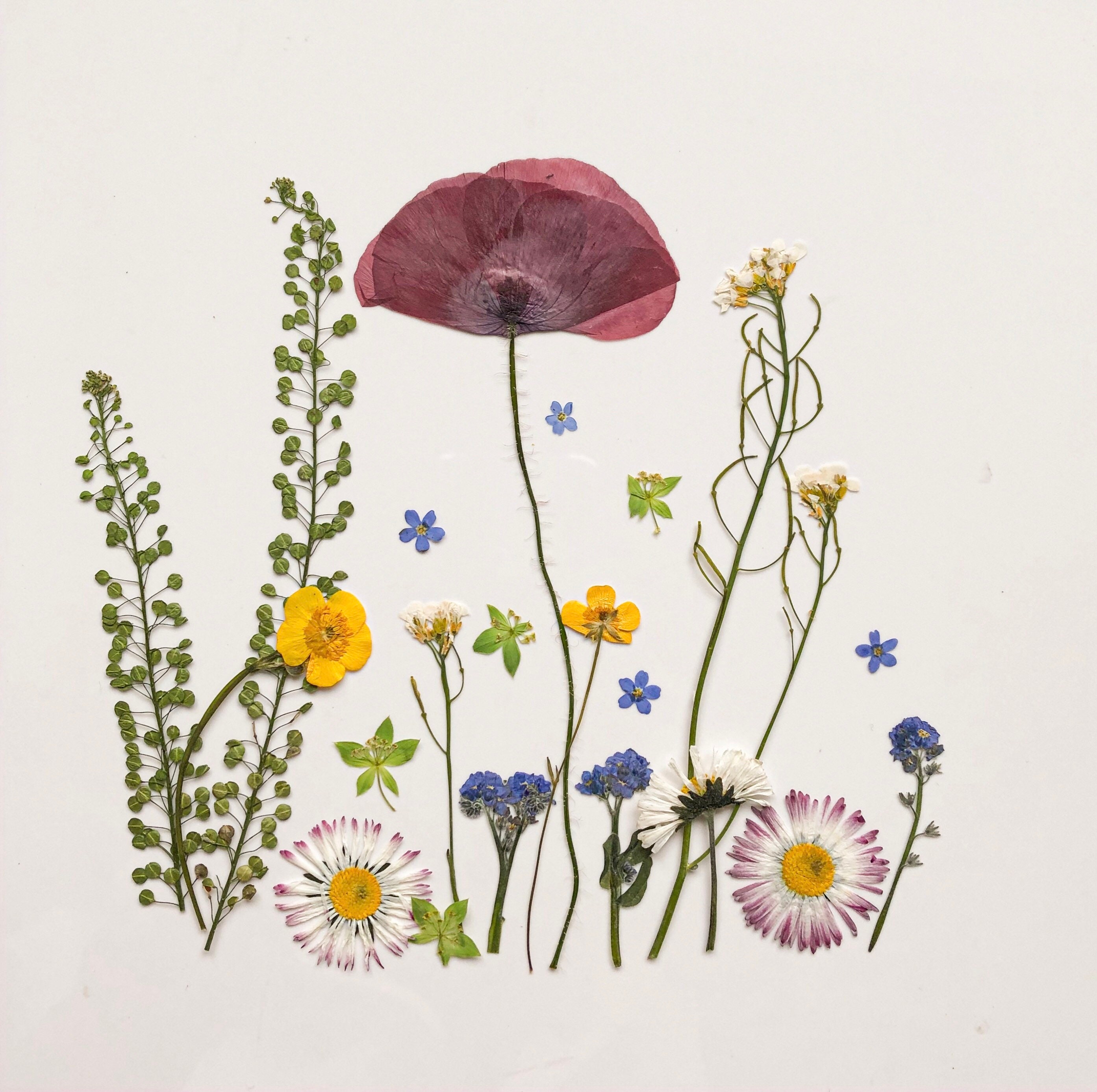 Craft Supplies & Tools Pressed Flower set Flowers For Botanical Art