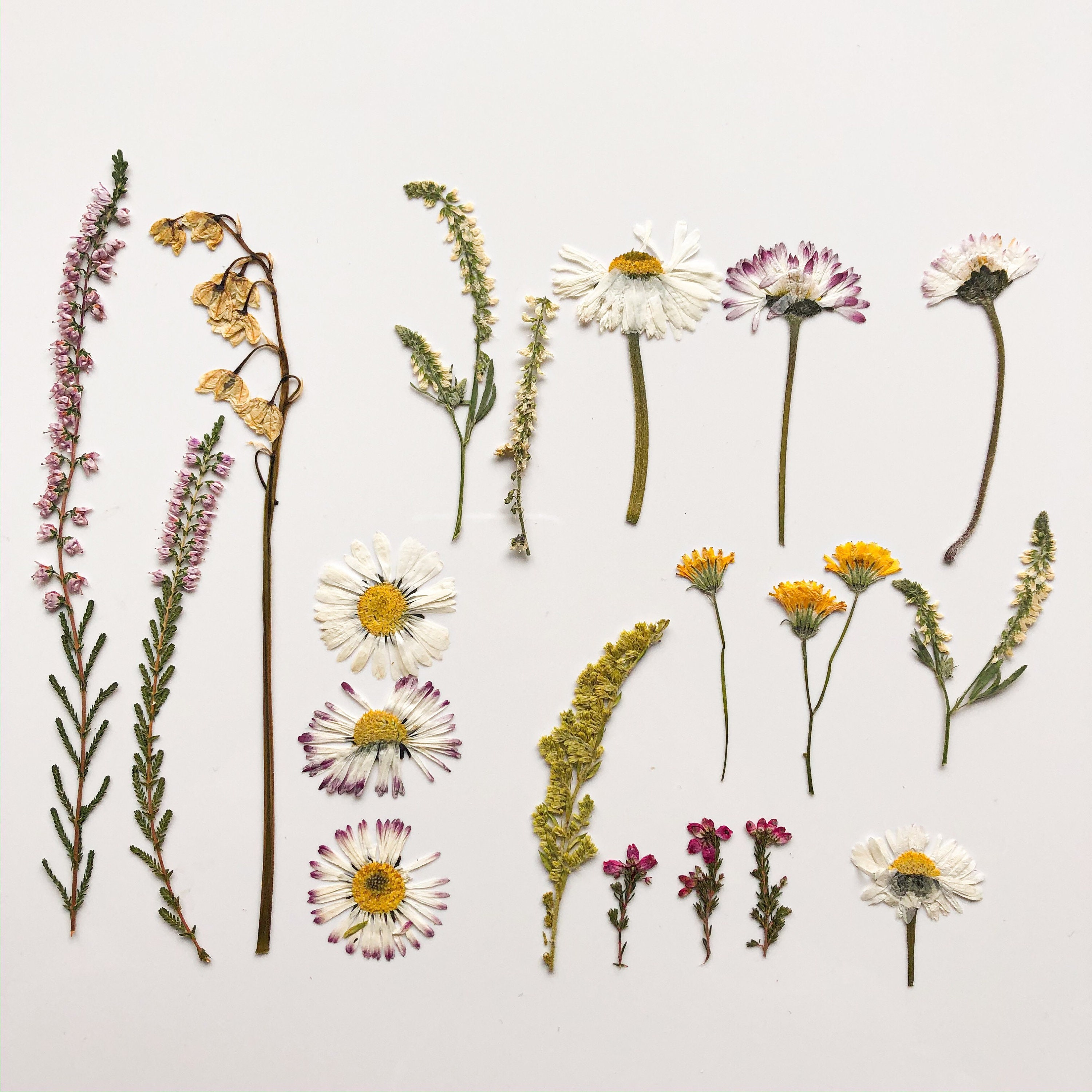 Craft Supplies & Tools Pressed Flower set Flowers For Botanical Art