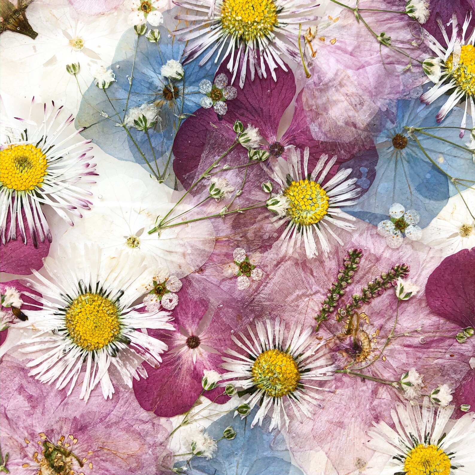 Real Flower Ipad Case Pressed Plants Tablet Cover Handmade Etsy