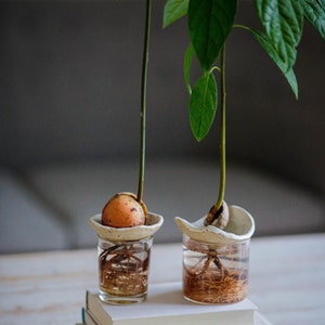 Pode incluir: Duas plantas de abacate com raízes crescendo na água, em vasos de cerâmica branca, sentadas em cima de uma pilha de três livros em uma mesa de madeira branca.
