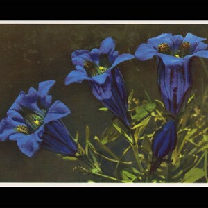 Postal Koch'scher Enzian/Card 1531 Photo-Verlag Gyger Adelboden sem uso