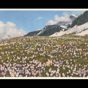Carte postale Paysage de printemps/Carte A 1330 Photostudio Gyger & Klopfenstein Adelboden non utilisée