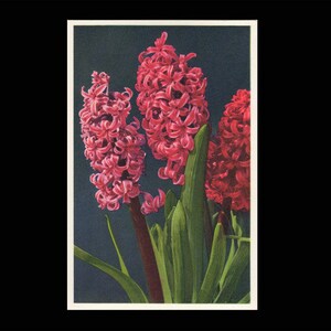 Postkarte Hyacinth / Karte 1133 Photostudio E. Gyger u. Klopfenstein Adelboden ungelaufen