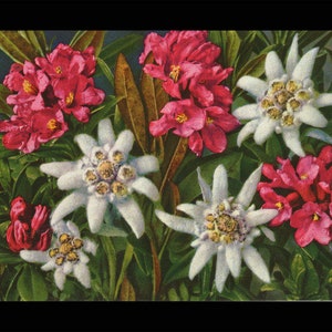Carte postale Roses des Alpes & Edelweiss / Carte 1679 Photo-Verlag Gyger Adelboden non utilisée
