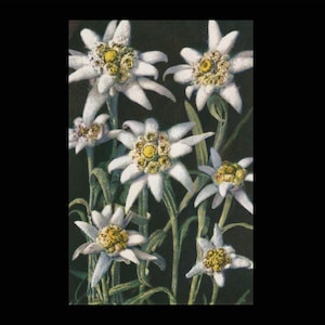 Carte postale Edelweiss / Carte 1702 Photo-Verlag Gyger Adelboden non utilisée