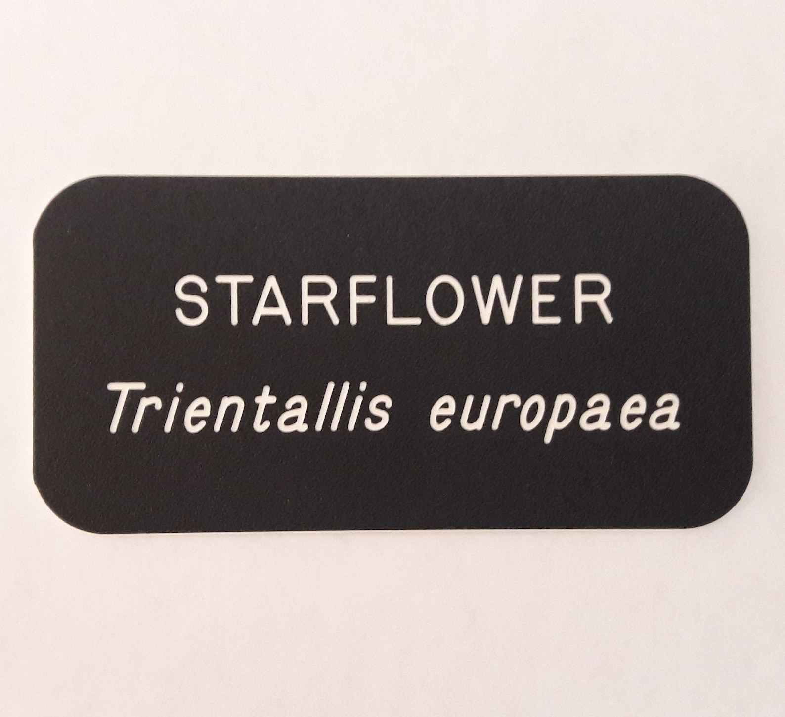 Custom Engraved Herb Labels & Garden Stakes Vegetable Etsy