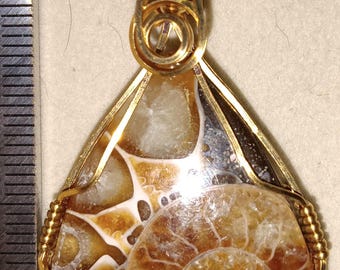 May include: A teardrop-shaped pendant featuring a fossilized ammonite encased in a gold-colored wire frame. The fossil displays a spiral pattern in shades of brown and cream. The number "824" is visible in red at the top of the pendant.