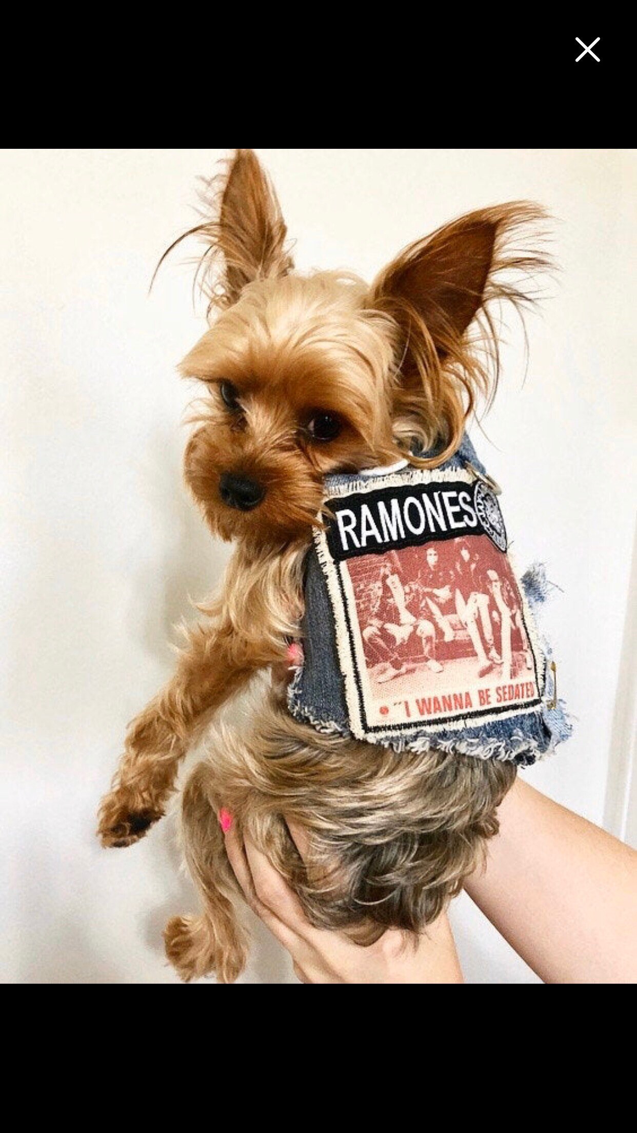 Ramones dog shirt Clearance