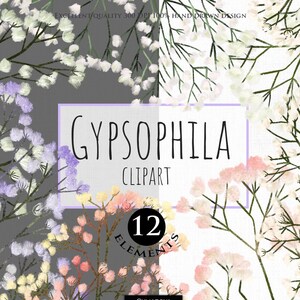 Clipart botanico Png Fiori di gypsophila Piccoli fiori selvatici disegnati a mano Illustrazione di matrimonio floreale primaverile Piccoli fiori bianchi e rosa clip art