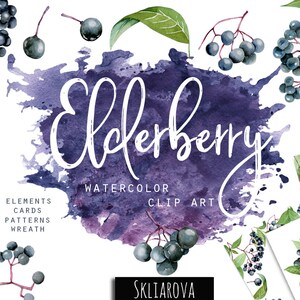 Aquarell Holunder digitale Clipart Aquarell Holunder Beere png Beere print Aquarell Beeren png Botanische Clipart Obst Clipart