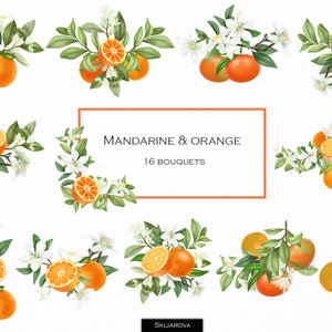 Oranges clipart Png Watercolor fruits citrus clipart Summer floral arrangement Mandarin png Tangerine Citrus flower Botanical illustration