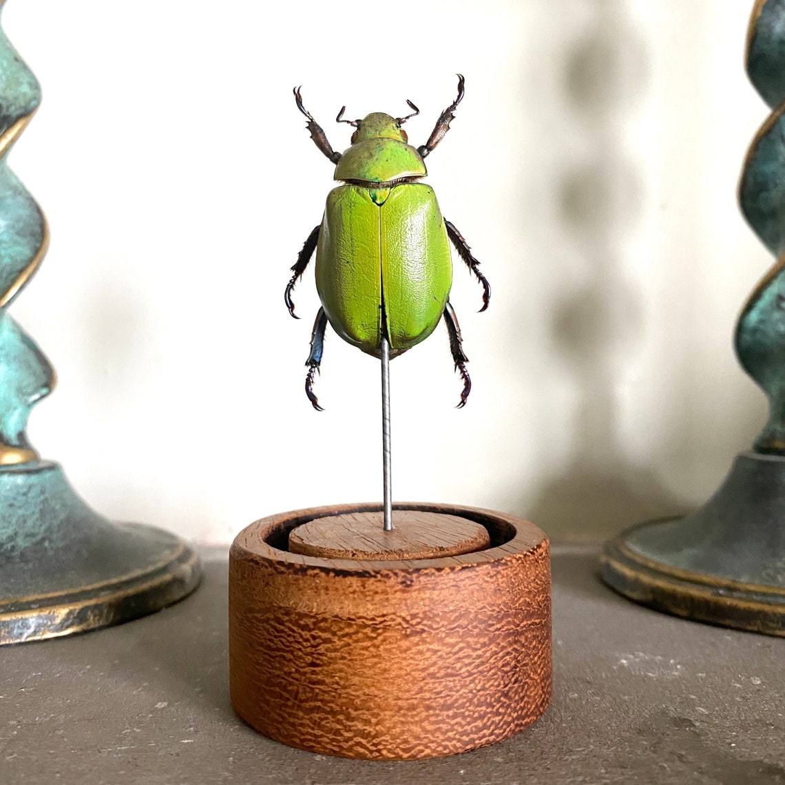 Insect Taxidermy. A Large Apple Green Jewel Beetle Taxidermy Etsy