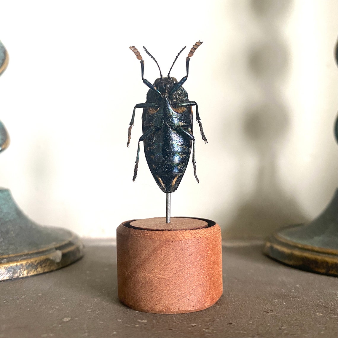 Insect Taxidermy. A Metallic Turquoise Jewel Beetle Taxidermy Etsy
