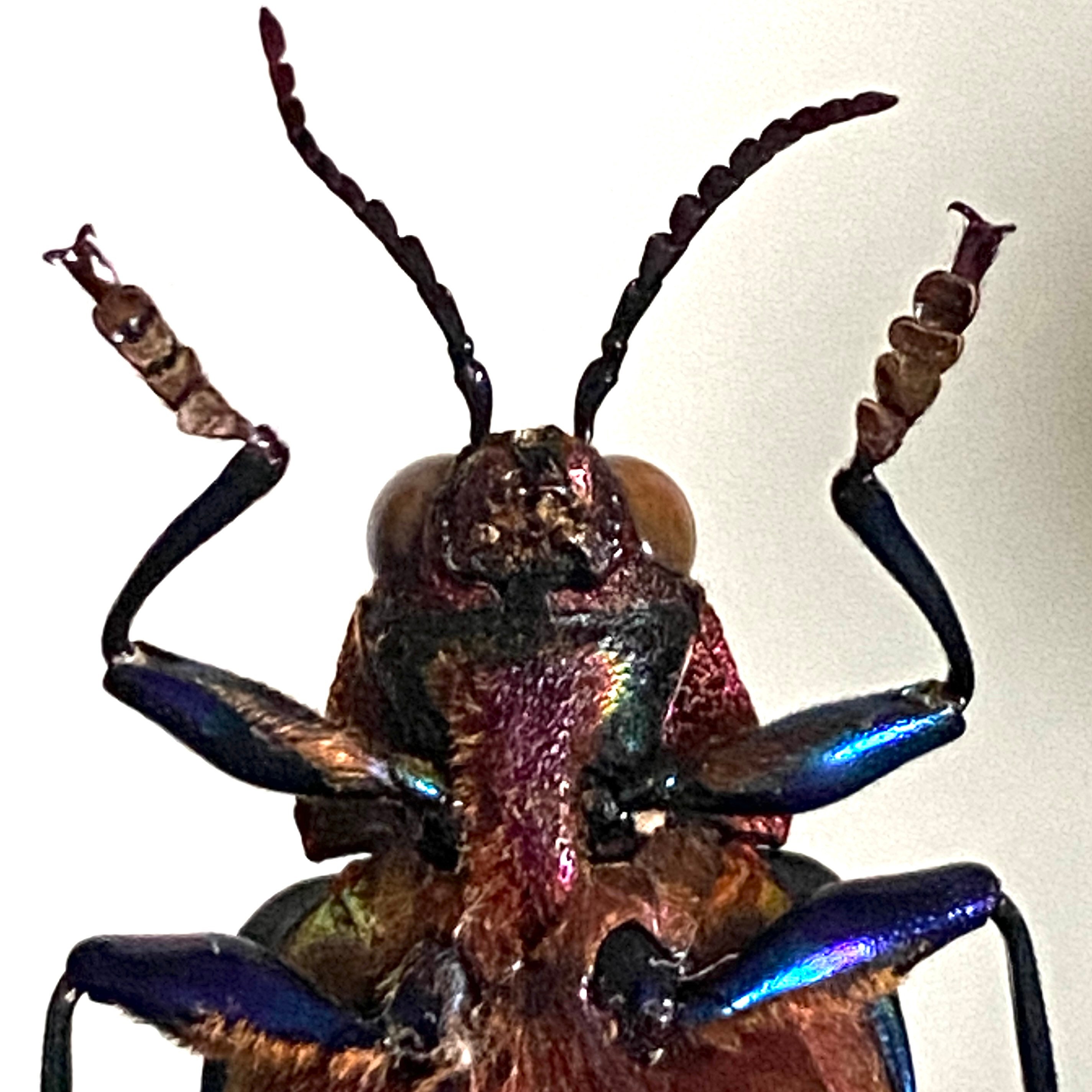 A Red Speckled Jewel Beetle Taxidermy Display on Sapele | Etsy