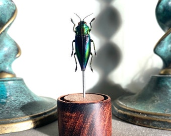 Insect Taxidermy: A Metallic Green and Blue Jewel Beetle Taxidermy Display on Sapele