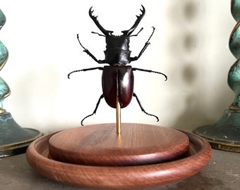 Giraffe Stag Beetle Insect PVC Action Figure model with joints