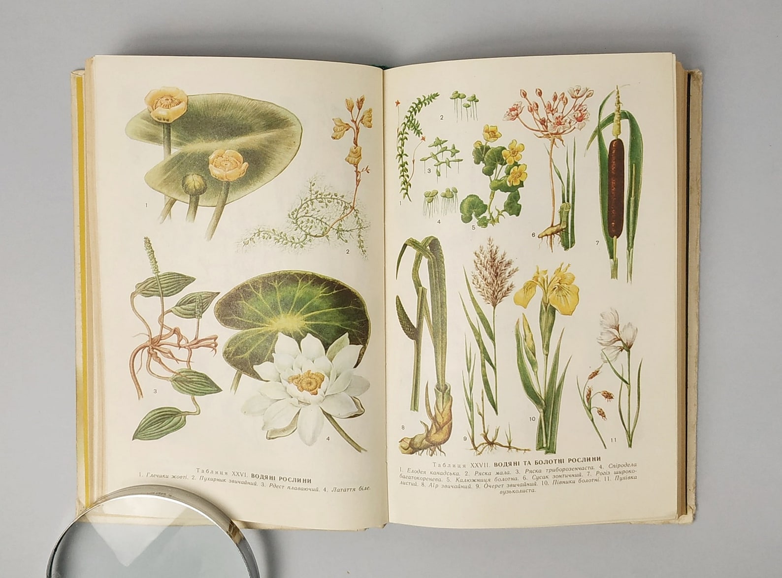 Vintage botanical book 1988 Forest herbs fruit and berry Etsy