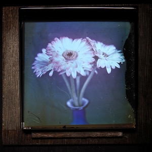 May include: A framed image of white gerbera daisies with pink edges in a blue vase. The dark wooden frame surrounds the floral arrangement. The background is a dark, moody colour.