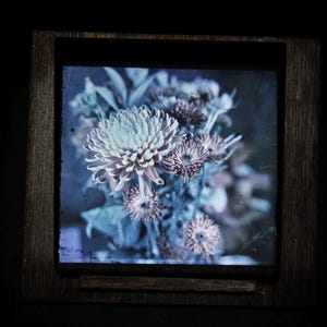 Op de afbeelding: Een ingelijste bloemenprint met een boeket van lichtblauwe en paarse chrysanten. De bloemen staan in volle bloei, met gedetailleerde bloemblaadjes en een zacht, diffuus licht. Het frame is van donker hout.