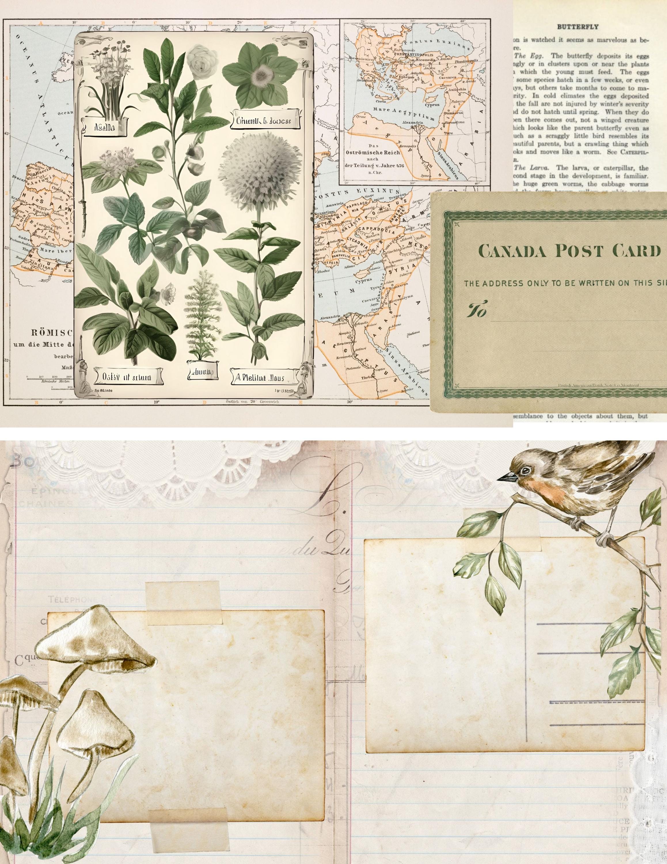 Nature Walk Pocket Journal, Printable, Digital, Vintage Notes, Journal ...
