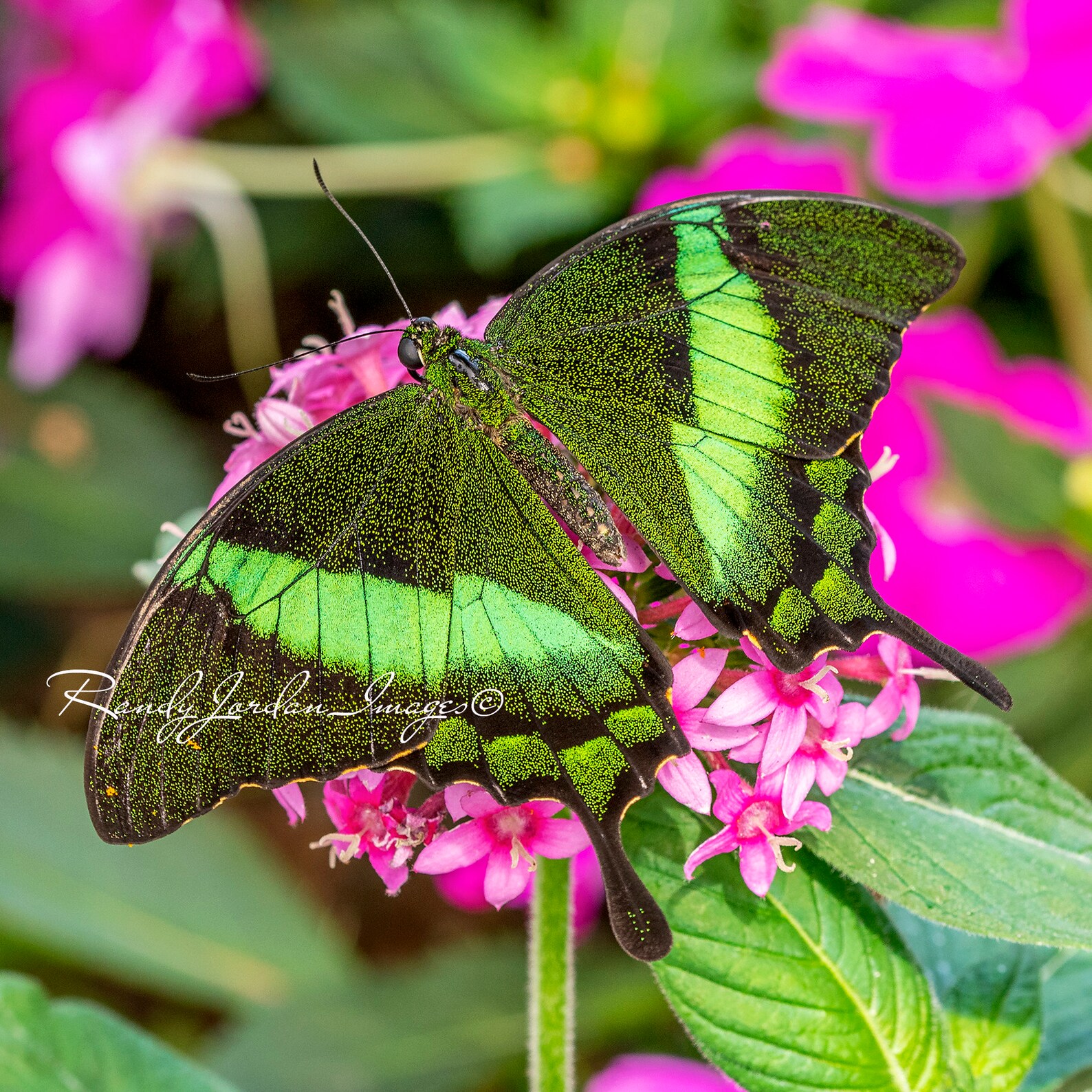 Emerald Swallowtail Butterfly Butterfly Nature Photography - Etsy