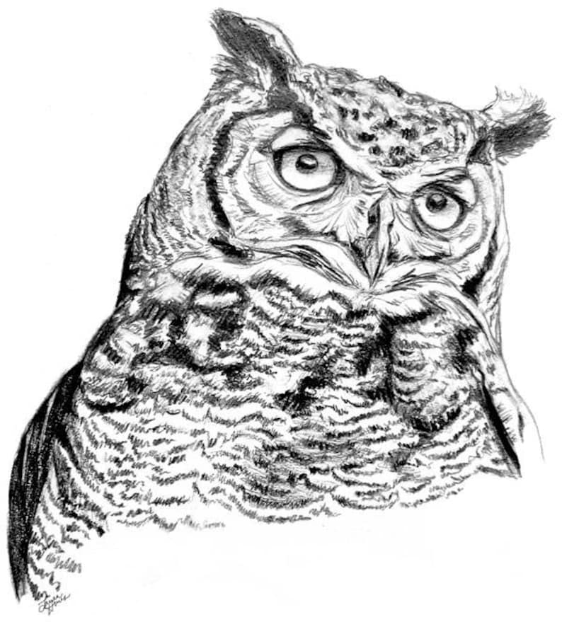 Szkic Sowa Print Ołówek Regal Rysunek Sowa Portret