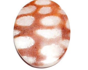 Coral Red Orange Fossil Gemstone Cabochon, 1pc