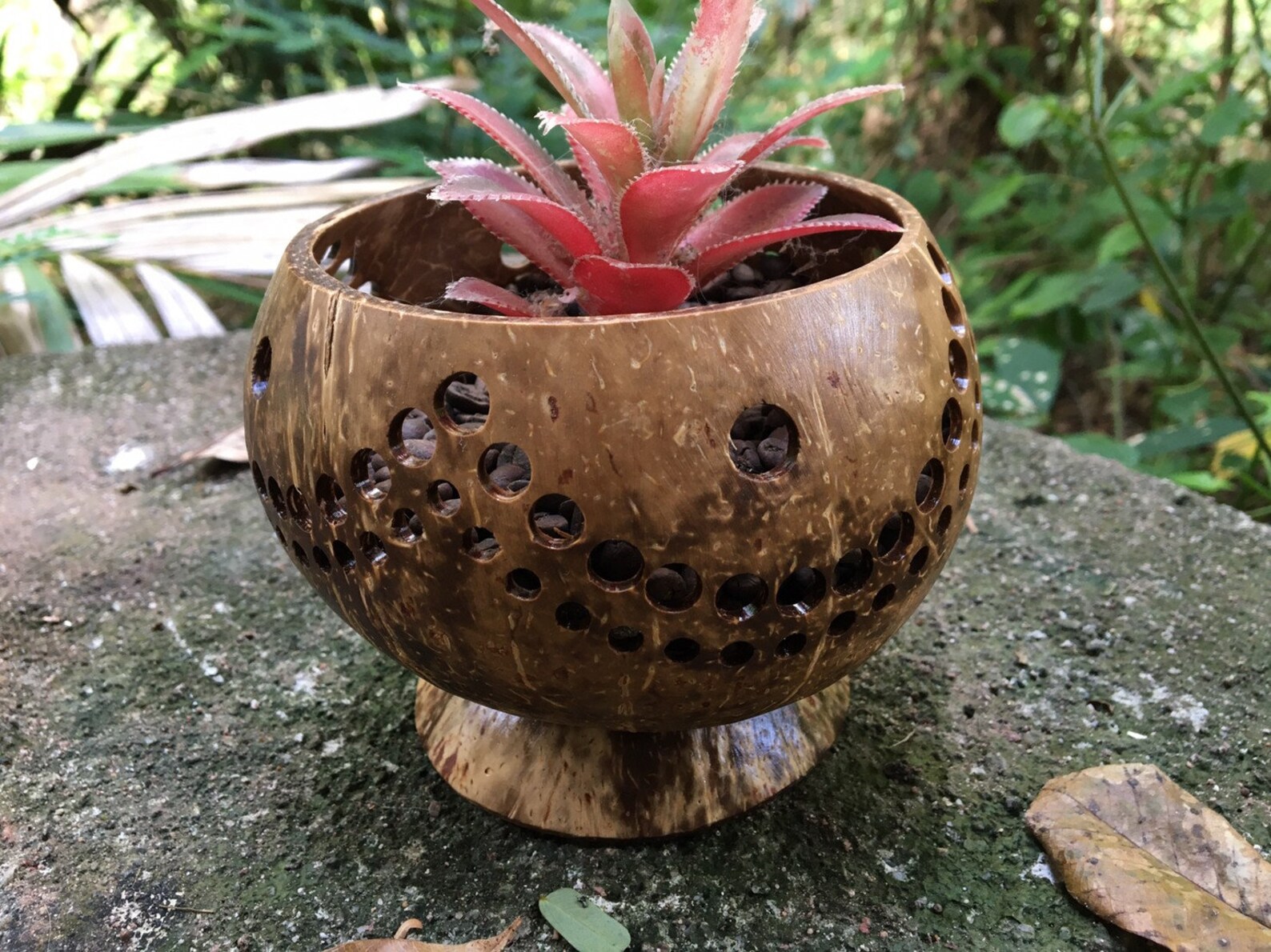 Handmade coconut shell plant pot cactus pot indoor outdoor Etsy
