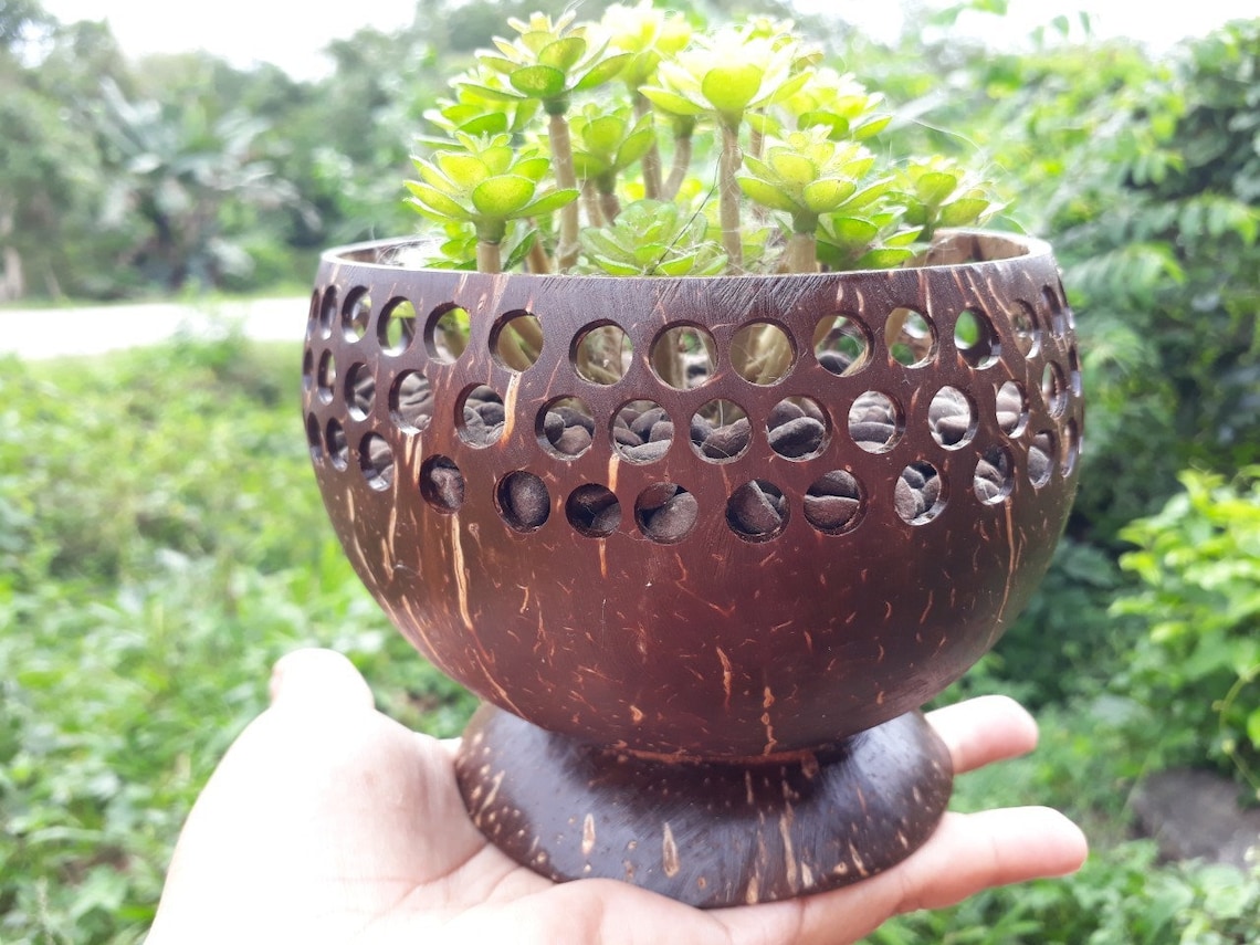 Coconut Shell Planter Pot/Plant Pot/Succulent/Succulent Etsy