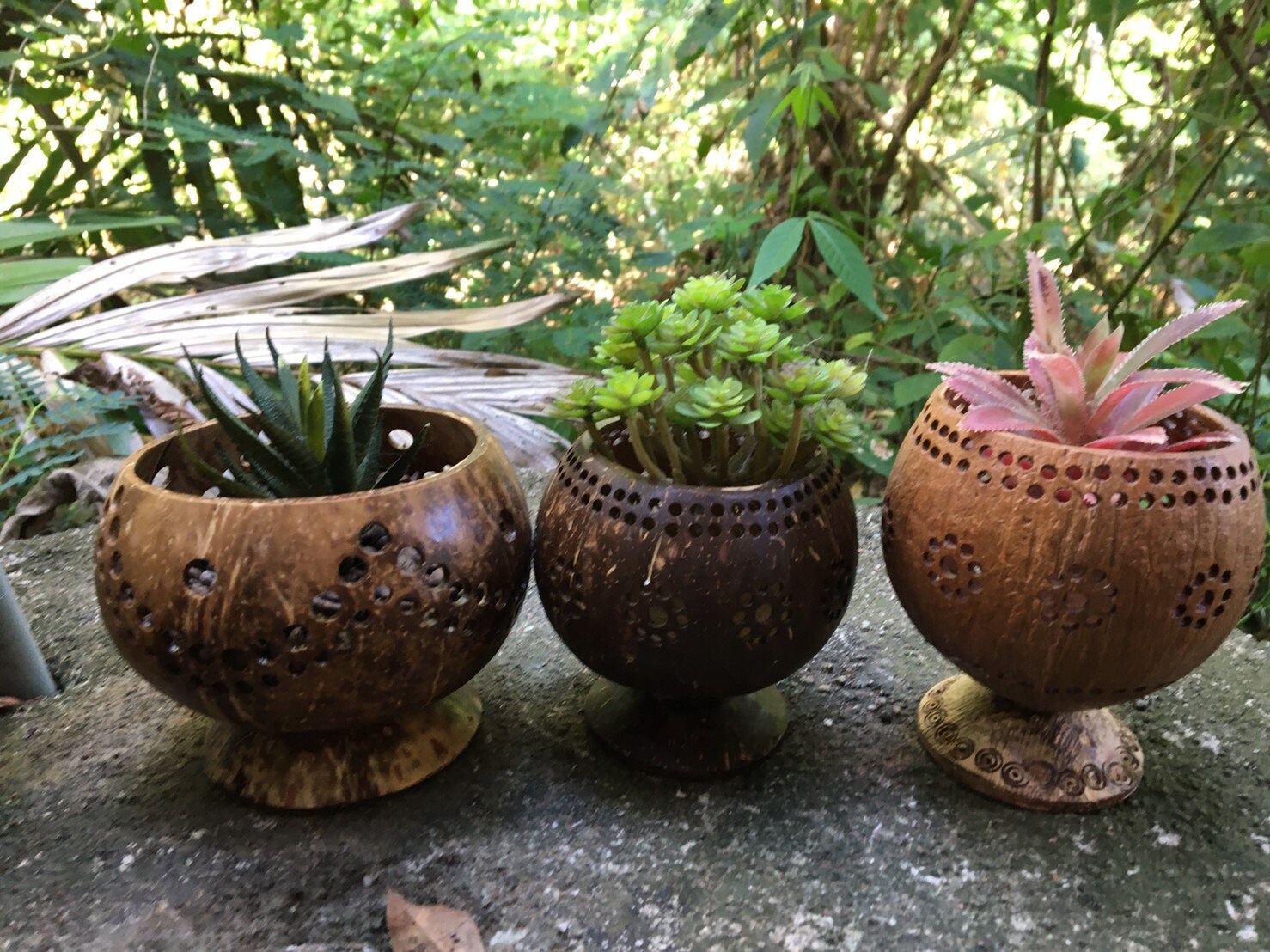 3 PCS Coconut Shell Planter Pots/Pots holder/Pots for Etsy