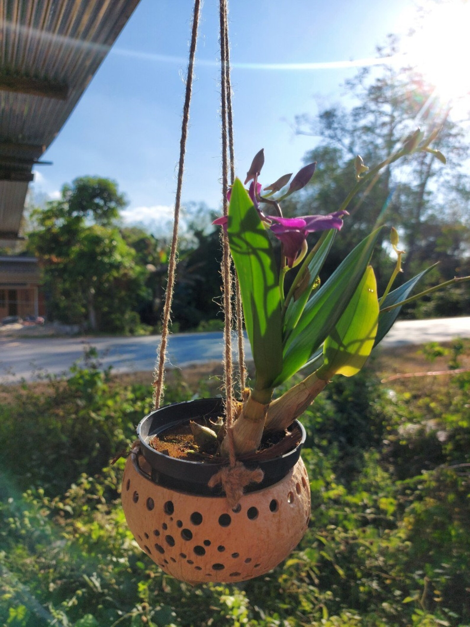 Set 3 PCS Hanging Orchid Pot Air Plant Holder Hanging Orchid Etsy